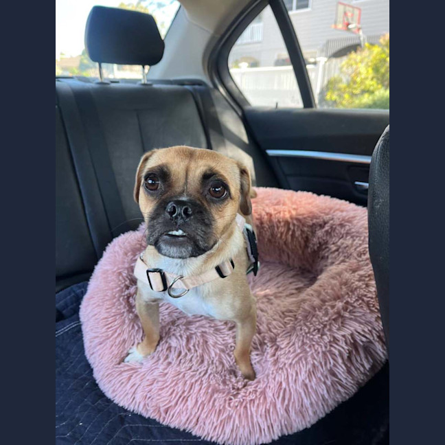 Photo of Stella