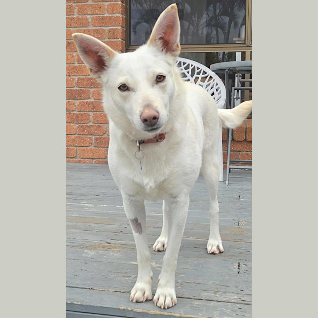 Photo of Snowy