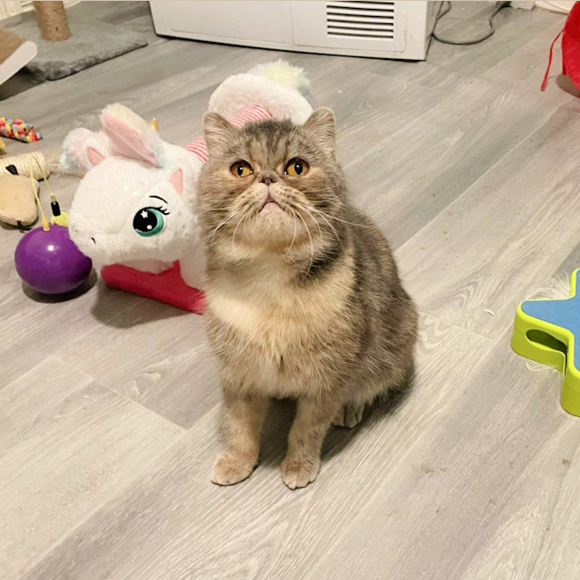 Photo of 🌺Sakura🌺