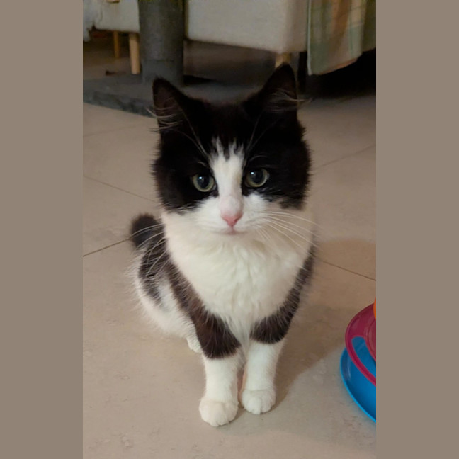 Photo of Mochi