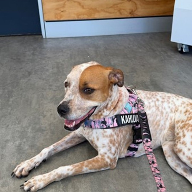 Photo of Kahlua *$250 Adoption Fee*