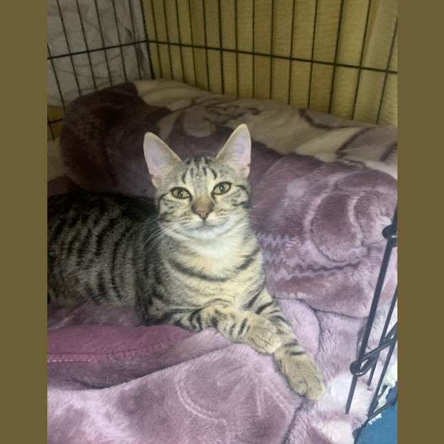 Photo of Strawberry