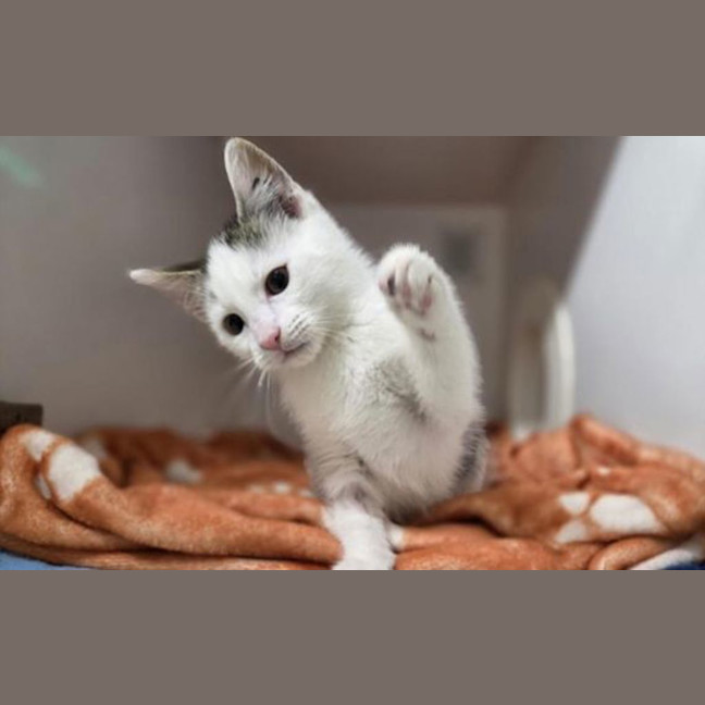 Photo of Gnocchi