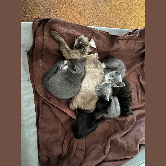 Photo of Razzle ** 2nd Chance Cat Rescue**