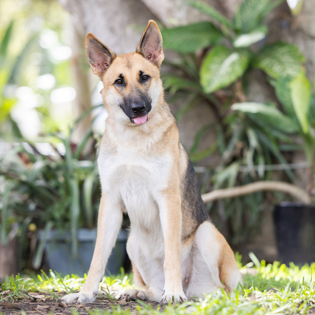 Photo of Lupa (Previously Kailani)