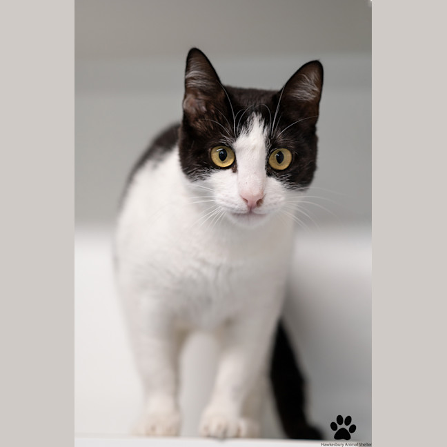 Photo of Cora