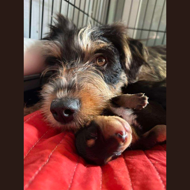 Photo of Dizzy Rascal