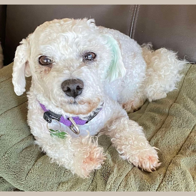 Photo of Tess