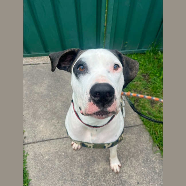 Photo of Bruno   2 Year Old Great Dane X Bull Arab