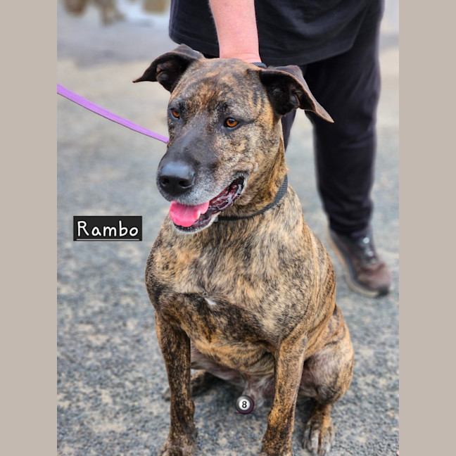 Photo of Rambo