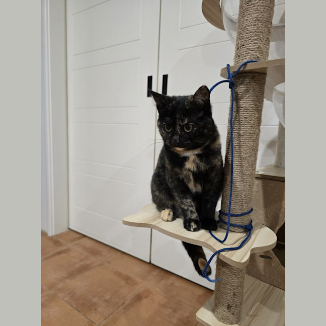 Photo of Ebony