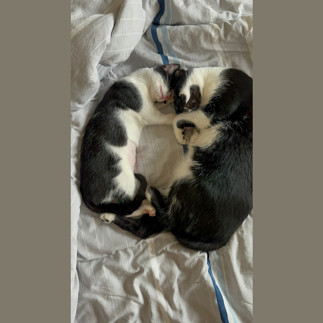 Photo of Oreo