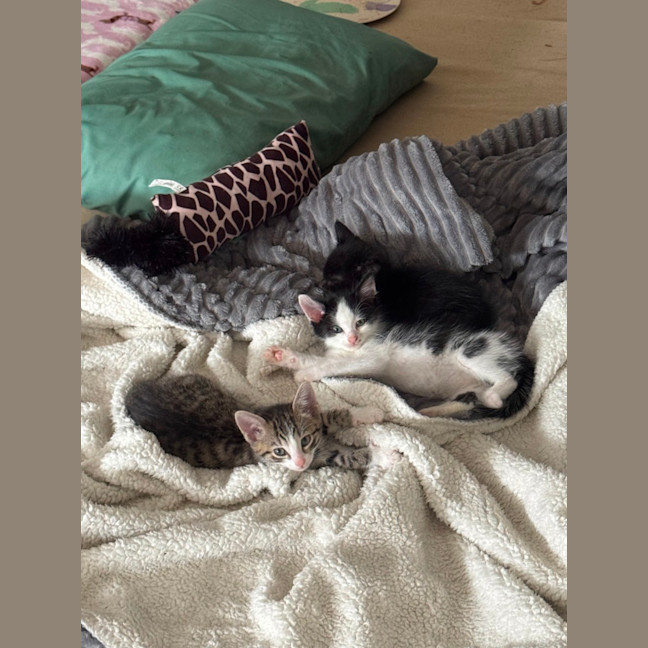Photo of Stripey   8 Week Old Domestic Shorthair