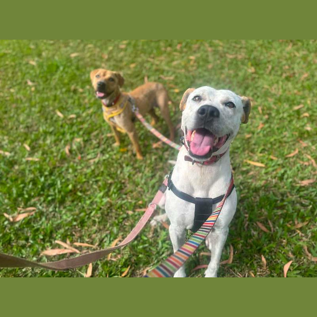 Photo of Snickers