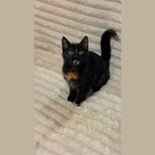 Photo of Caramel