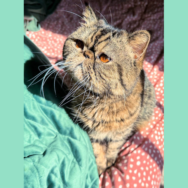 Photo of 🐾Cash🐾