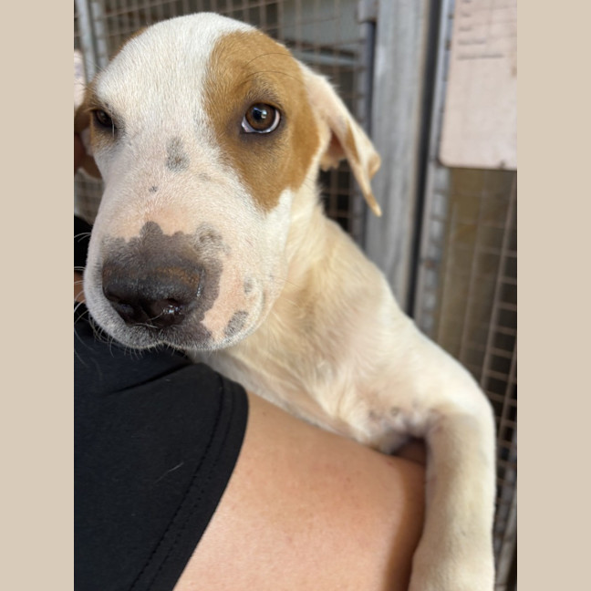 Photo of Toffee Twist