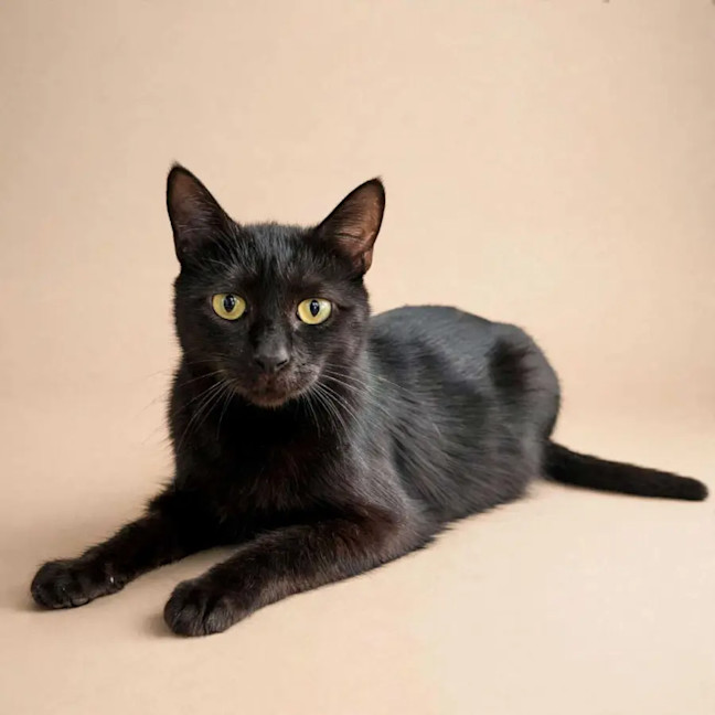 Photo of Bellatrix 