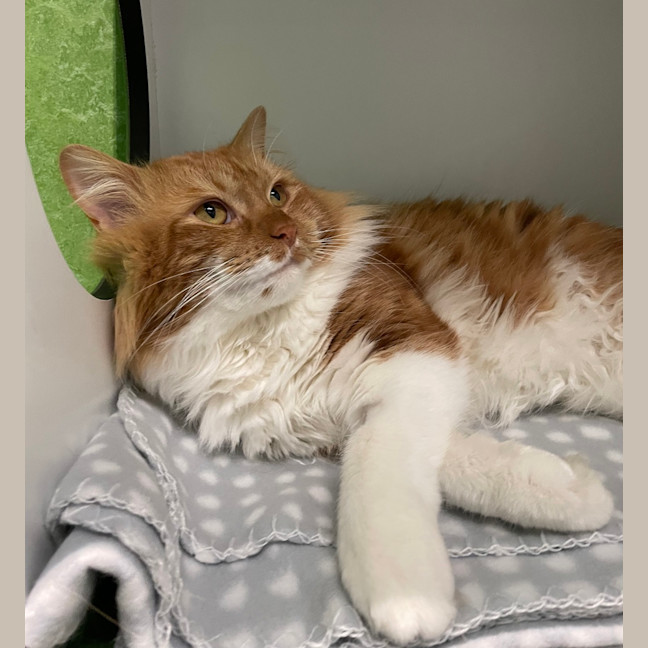 Photo of Mr Ginger (Pre.Solar Flare)