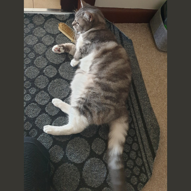 Photo of Cfa (Seefa)