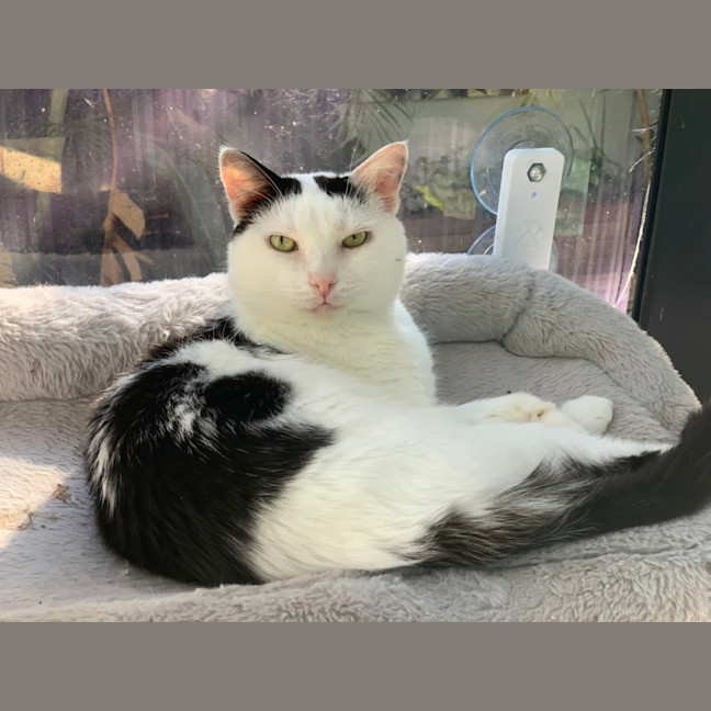 Photo of Galaxy Annihilator