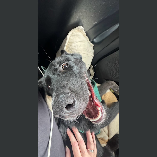 Photo of Oscar   6 Month Old Kelpie X Samoyed (On Trial)