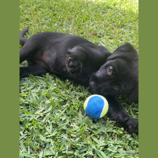 Photo of Bella