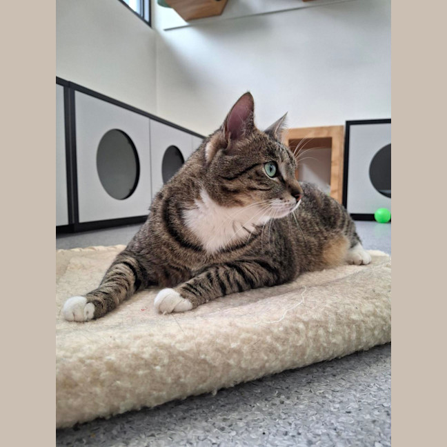Photo of Ziggy
