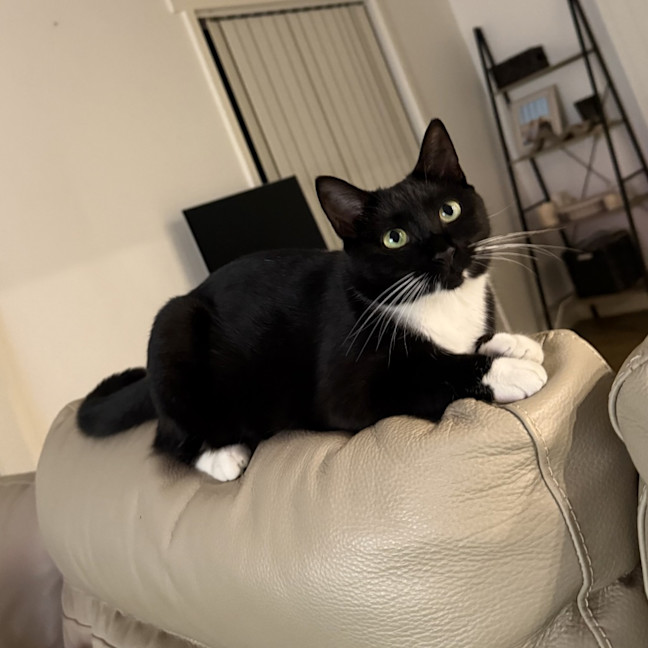 Photo of Miss Mog