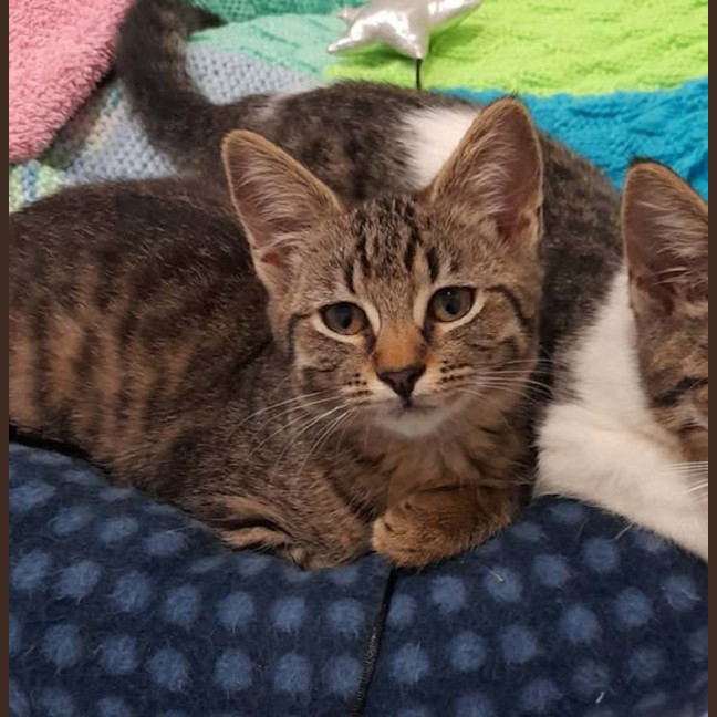 Photo of Dora