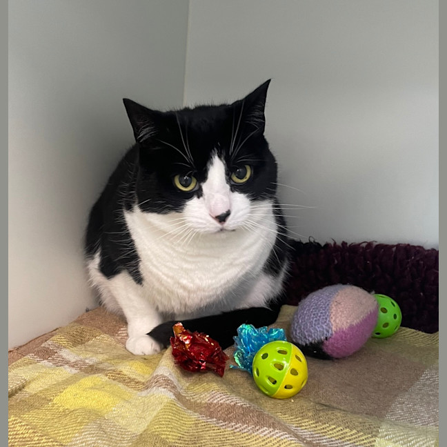Photo of Phoebe (Bonded To Mac)