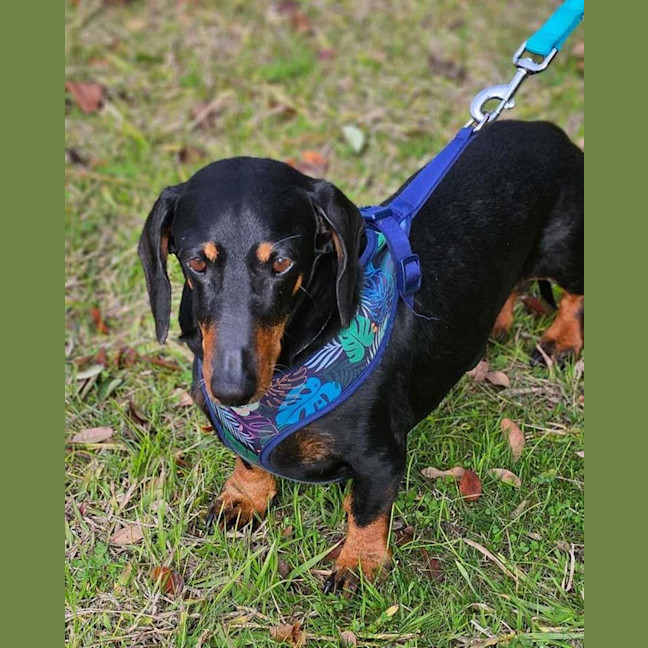 Photo of Brax