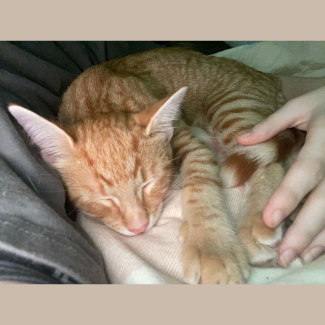 Photo of Fanta 