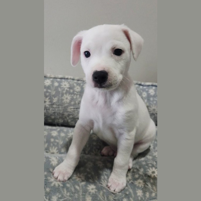 Photo of Lumi   9 Week Old Jack Russell X