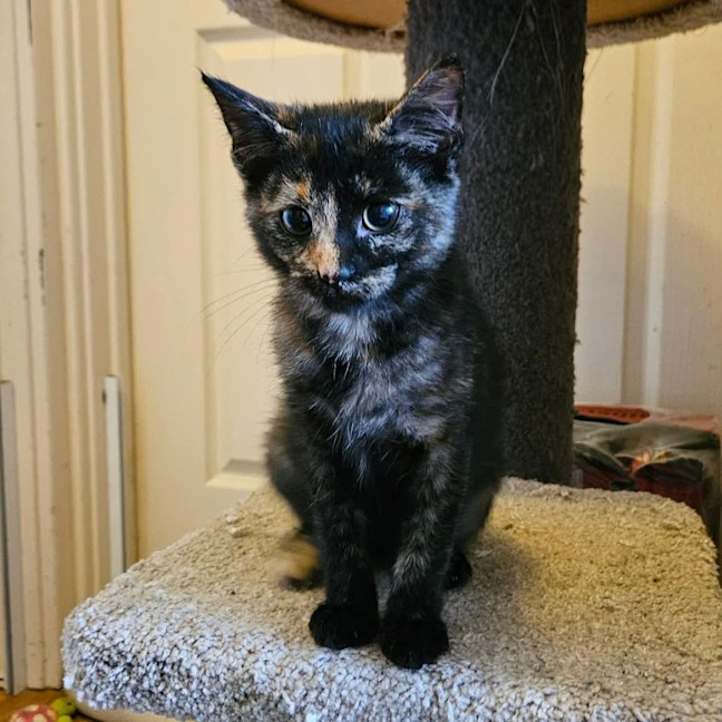 Photo of Skittles