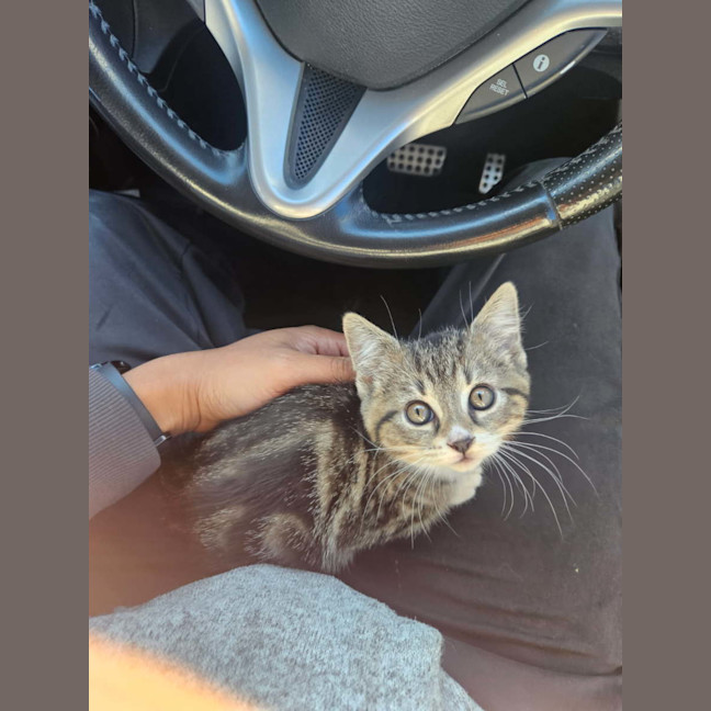 Photo of Mittens