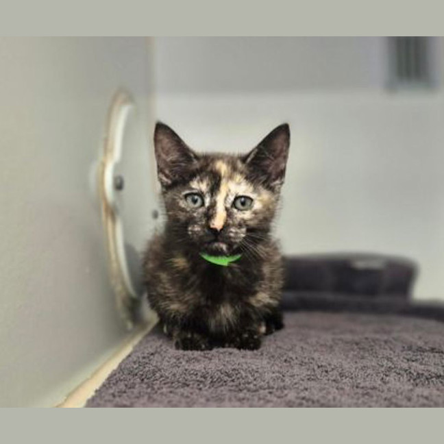Photo of Poppy