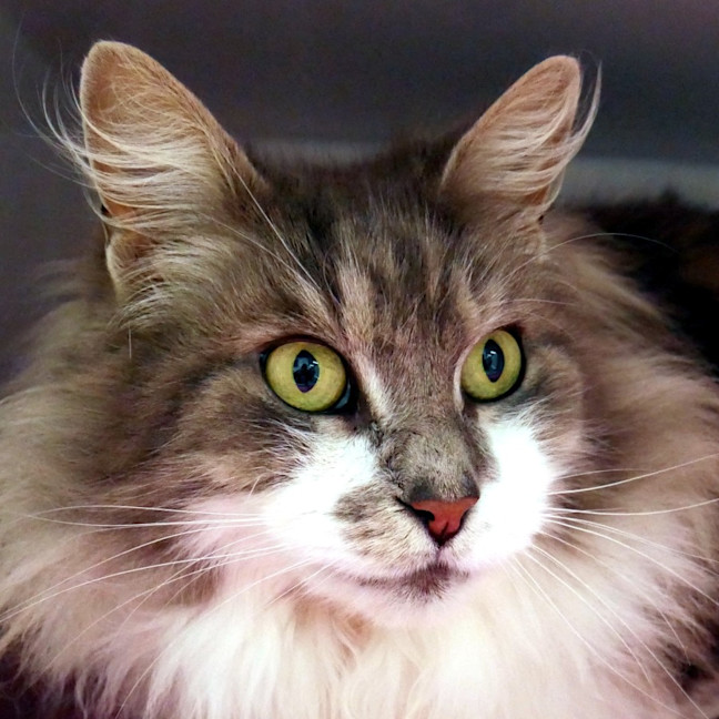 Photo of Indie Sua014205