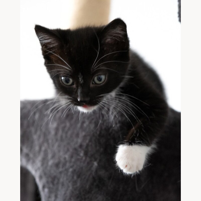 Photo of Rocket