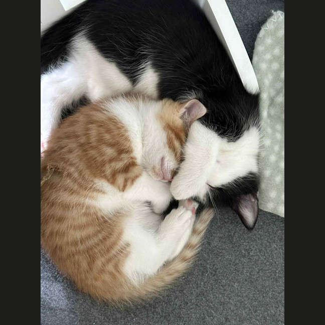 Photo of Jinkx Monsoon