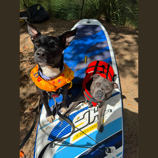 Photo of Krumb *$350 Adoption Fee*