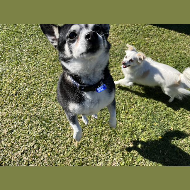 Photo of Jasper And Buttons💖(Buttons On Trial 28/7/24)