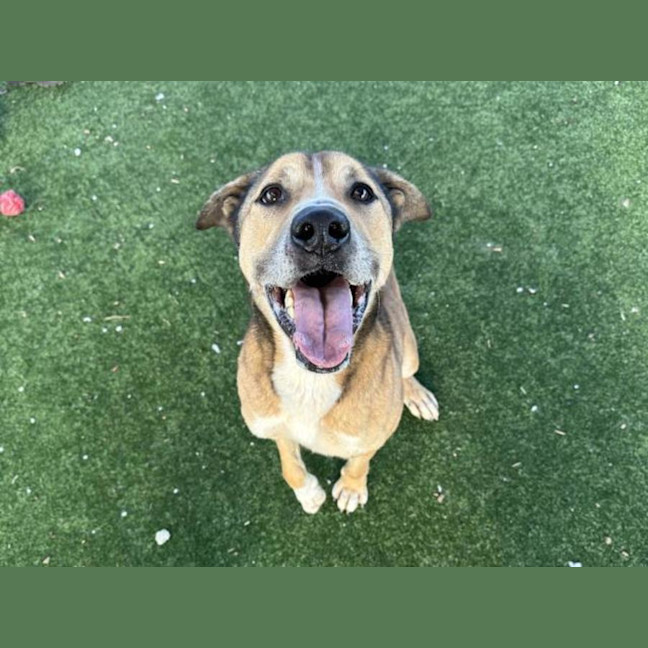 Photo of Griffon Imp 1736