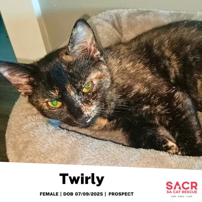Photo of Twirly