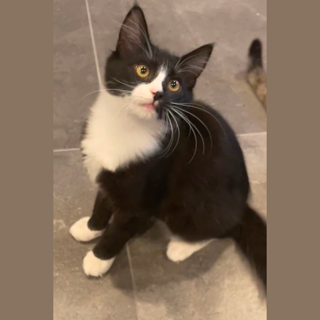 Photo of Sylverster & Gus