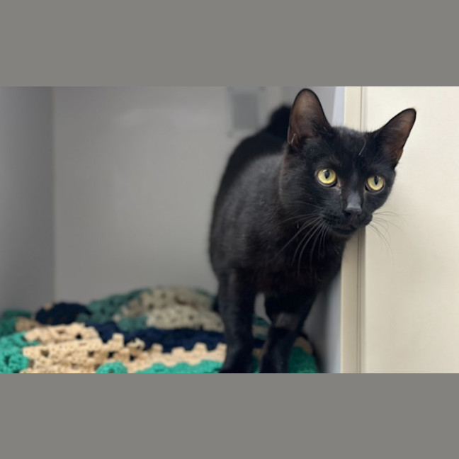 Photo of Zorro