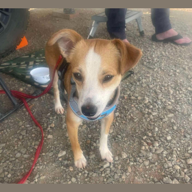 Photo of Buddy