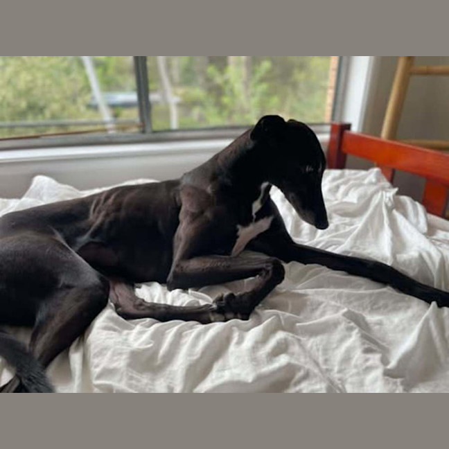 Photo of Betty, The Greyhound