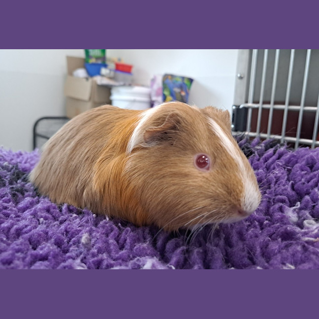 Photo of Tiffy