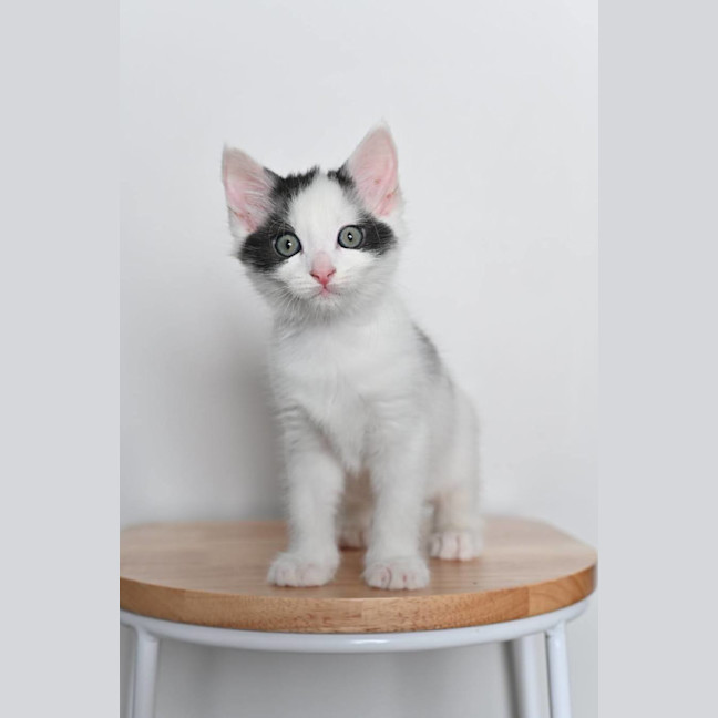 Photo of Toby